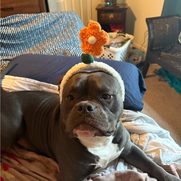 Meet your Posher, Alyssa - Picture 8 of 9